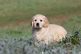 GOLDEN RETRIEVER 032